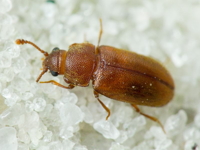 Cryptophagidae Kirby, 1837